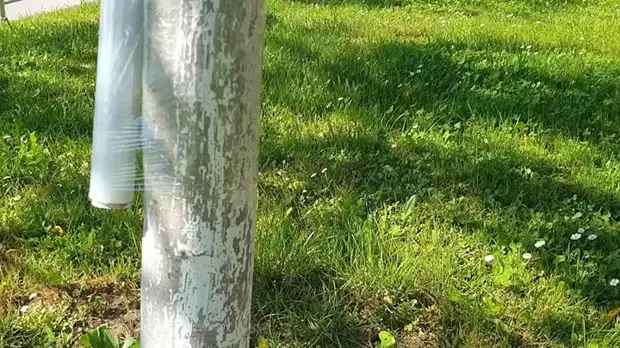 Как защитить фруктовые деревья от муравьев