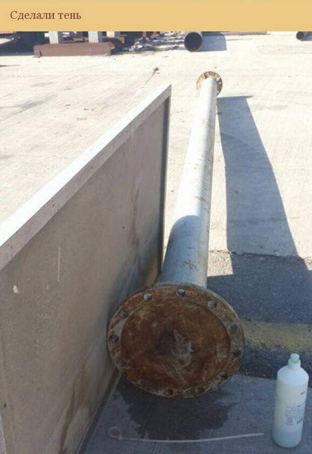 кот