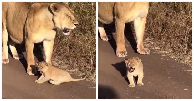 Львенок учится рычать