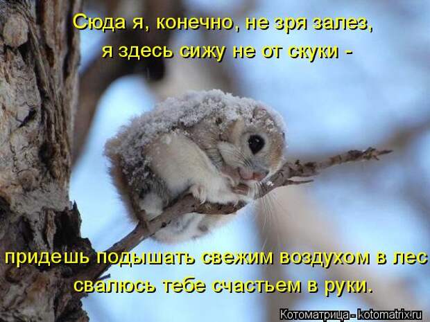 Новые котоматрицы с классным задором (30 фото)