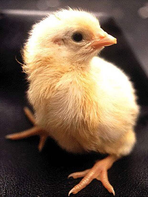 fromeggtochick19 Как из яйца развивается курица