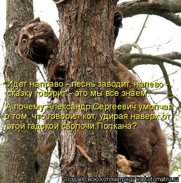 kotomatritsa_3L (493x500, 293Kb)