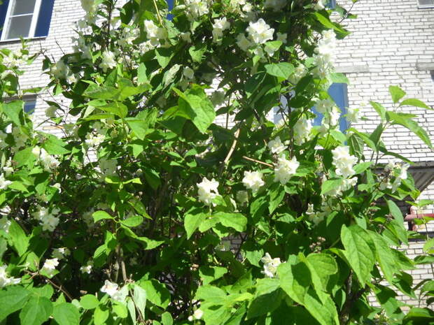 Дерево жасмин фото в огороде
