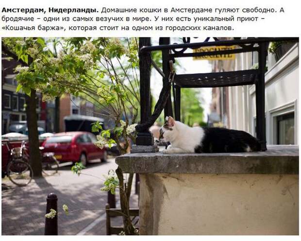 Города котиков (28 фото)