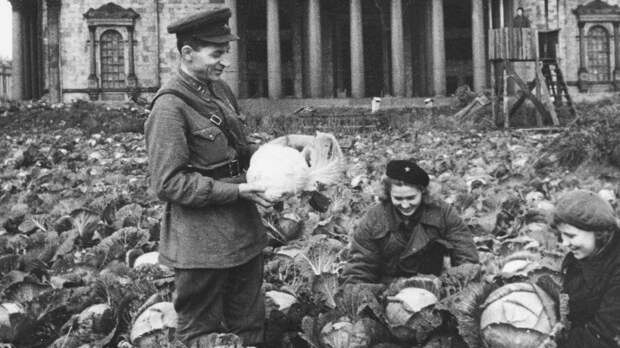 Исаакиевский собор окружили капустой: как в блокаду разбивали огороды в центре Ленинграда