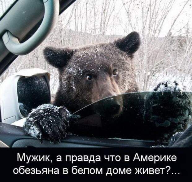 картинки прикольные смешные (11)
