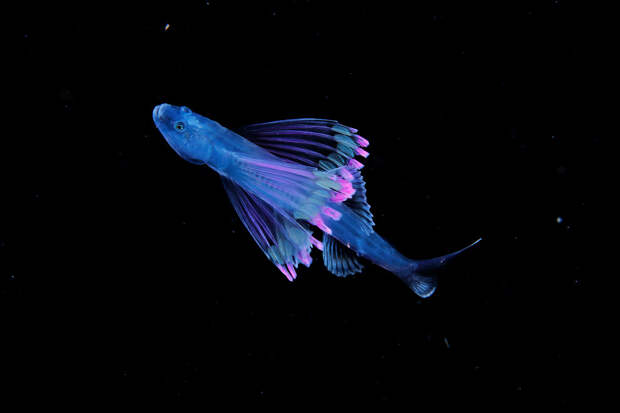 Красивая tripod fish larva