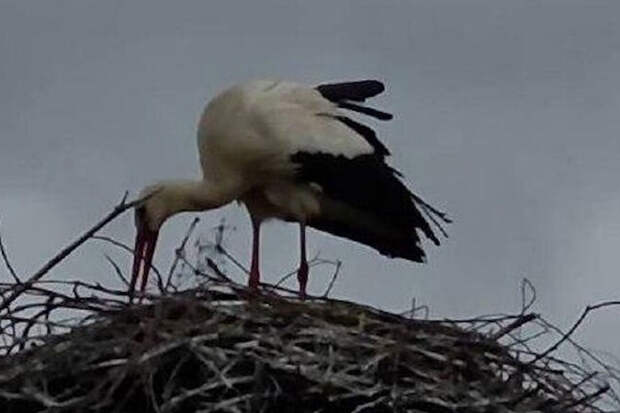 Актер Козловский опубликовал фото аиста на фоне слухов о беременности Акиньшиной