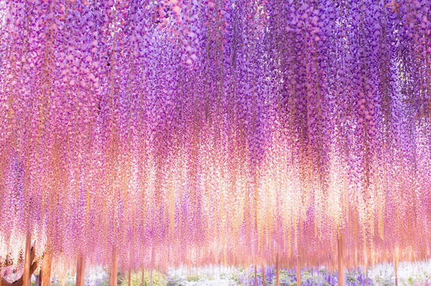 Водопад глициний в Японии – неземная красота!