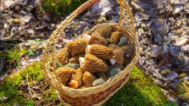 Штраф до 50 тыс. рублей за прогулку в лесу: почему этой весной сбор грибов может обернуться серьезными проблемами с законом