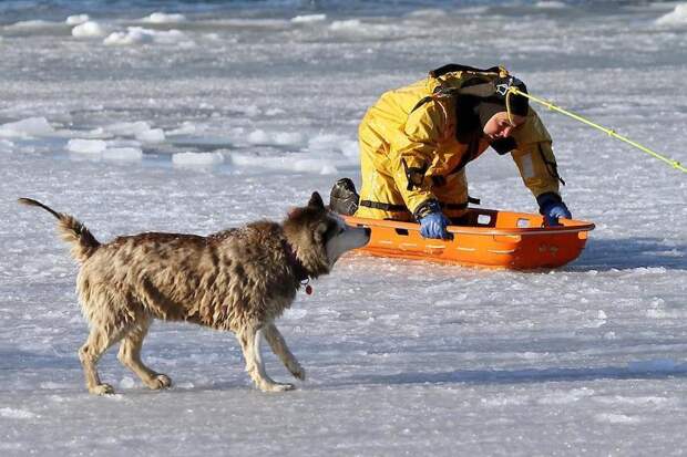 savingdog06 Спасение пса