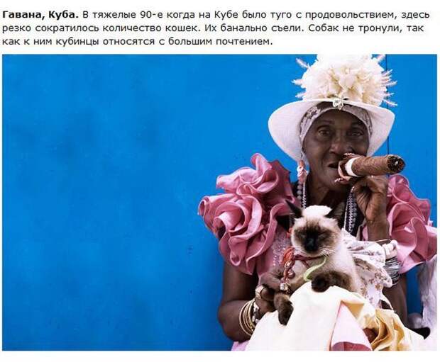 Города котиков (28 фото)