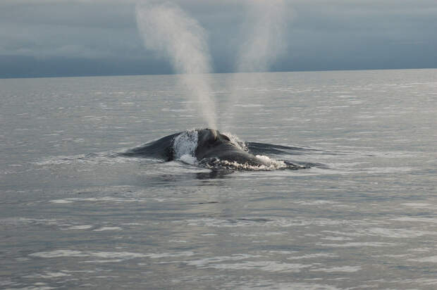 Испания. Бискайский залив. Здешние богатые зоопланктоном воды являются излюбленной «кормушкой» китов. Главным обитателем можно назвать бискайского кита, представителя семейства гладких китов. (NOAA Photo Library)