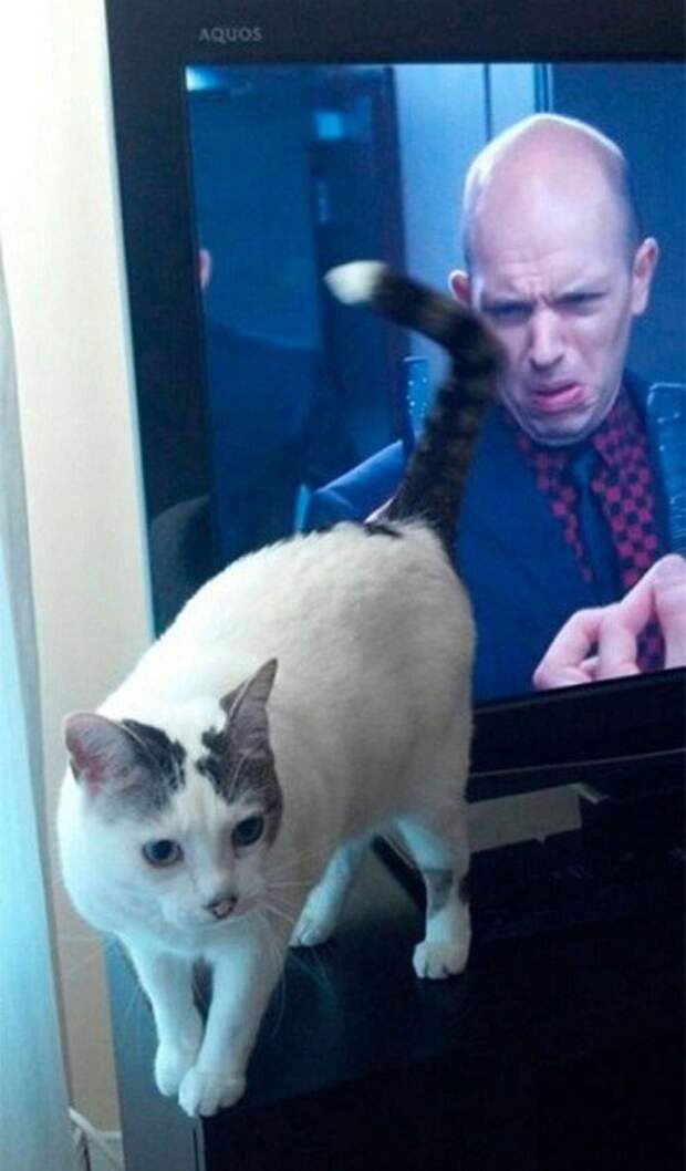 фотографии котов фотографии котов