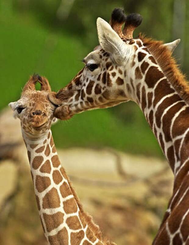 Животный мир: мамы и их малыши - фотографии - жирафы