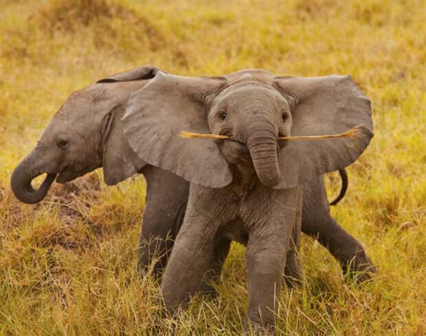 Детеныши слонов, которые заставят вас улыбнуться