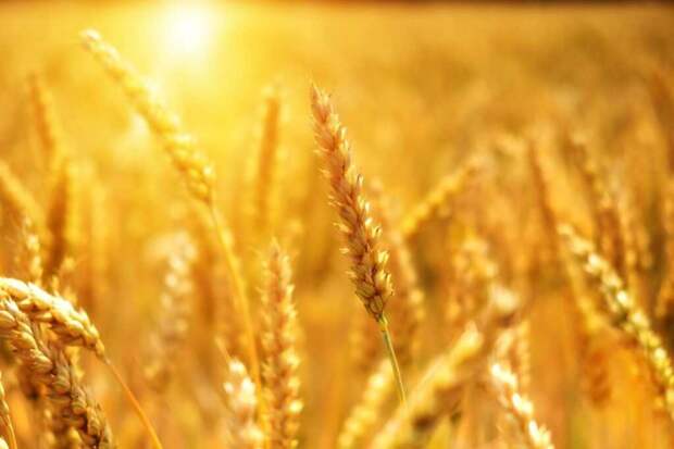 Путин заявил, что РФ самый крупный экспортер пшеницы в мире