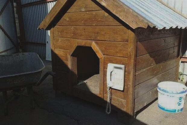 Зачем собаке домофон? | Фото: Reddit. Зачем собаке домофон? | Фото: Reddit.