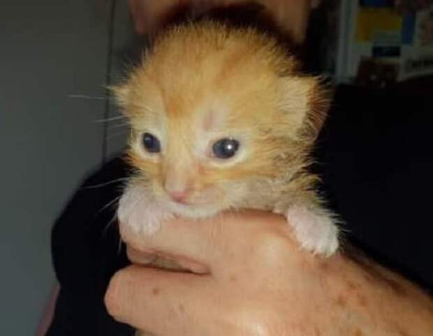 Котенок открыл глаза Рыжий котенок