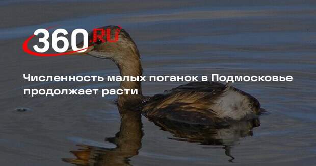 Численность малых поганок в Подмосковье продолжает расти