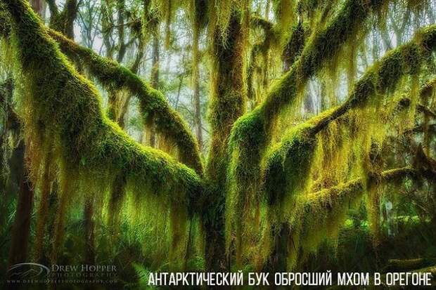 Удивительные деревья со всего мира
