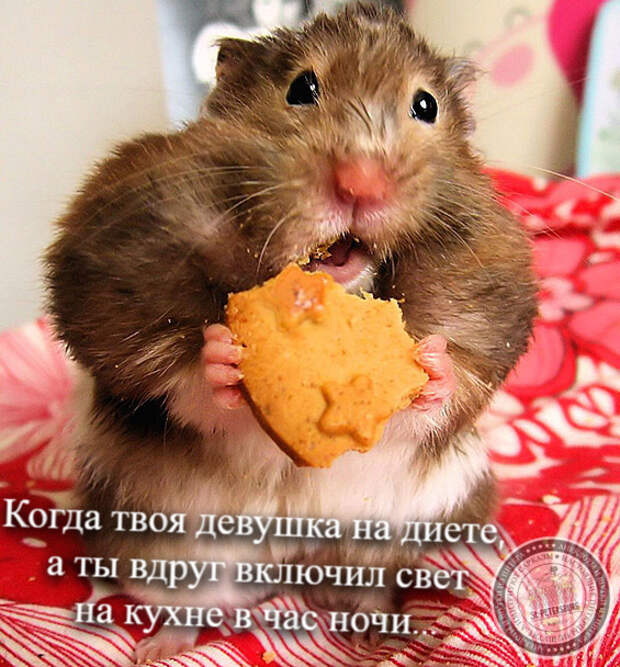 Диета