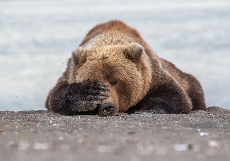 Самые смешные животные 2019 года (эти фото точно сделают ваш день!)
