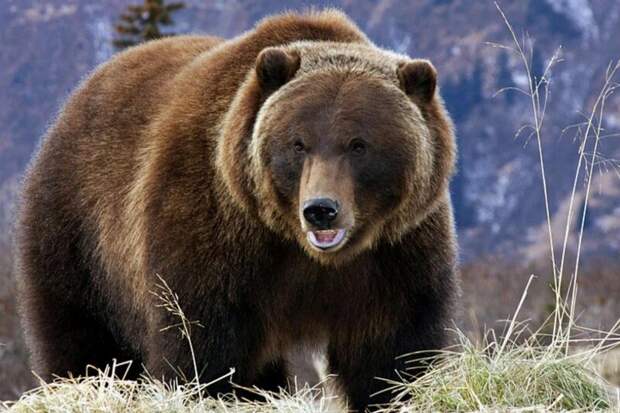 В Магаданской область выдано 80 разрешений на медведя