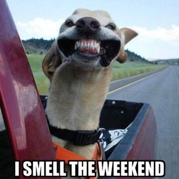 Friday memes