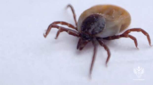 Россияне узнают о клещевом энцефалите от Роспотребнадзора во время горячей линии