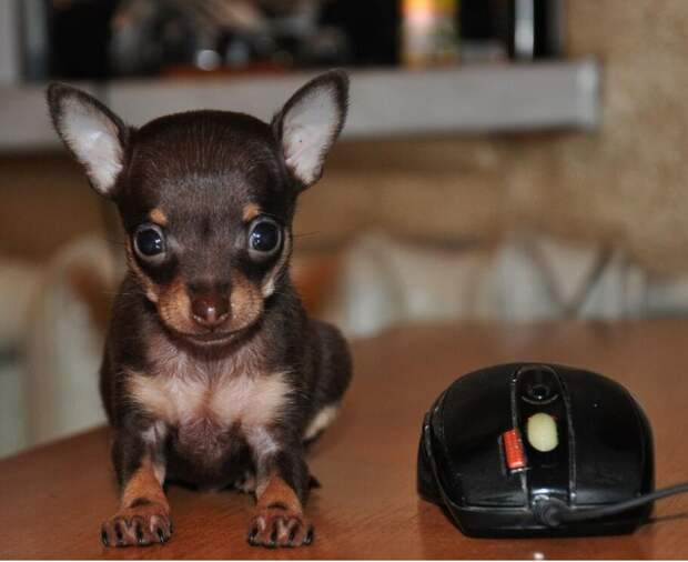 Той-тер самая маленькая порода собак в мире
