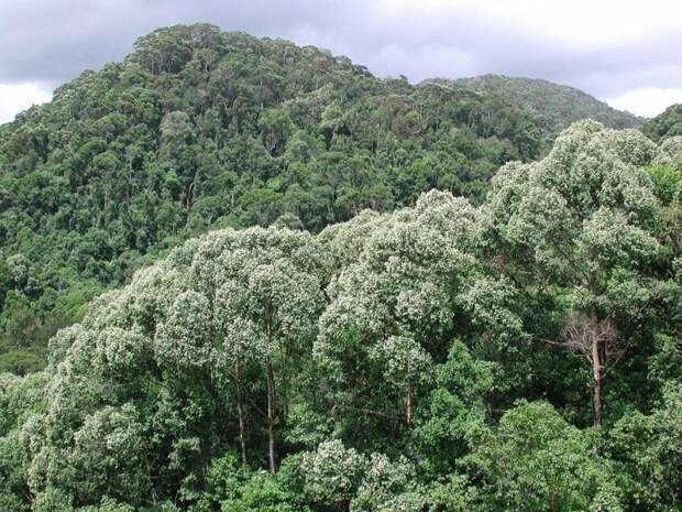 10 самых впечатляющих лесов планеты, в которых хочется поселиться навсегда