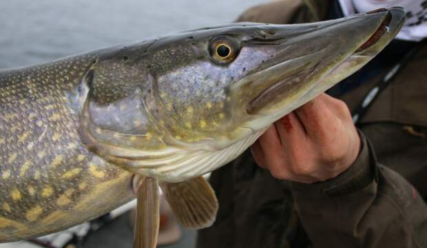 Владелец шоколадной фабрики вытащил из-под льда щуку рекордного веса