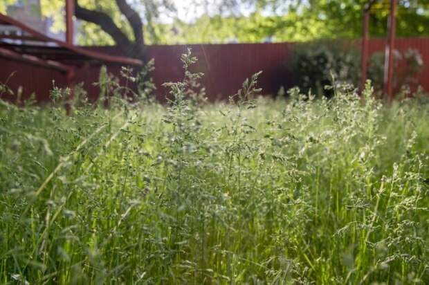 Poa pratensis green meadow european grass, red fence