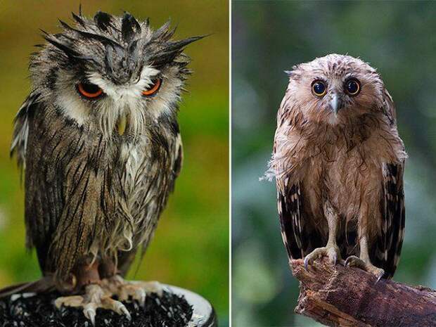 Мокрые совы  совы, мокрые совы