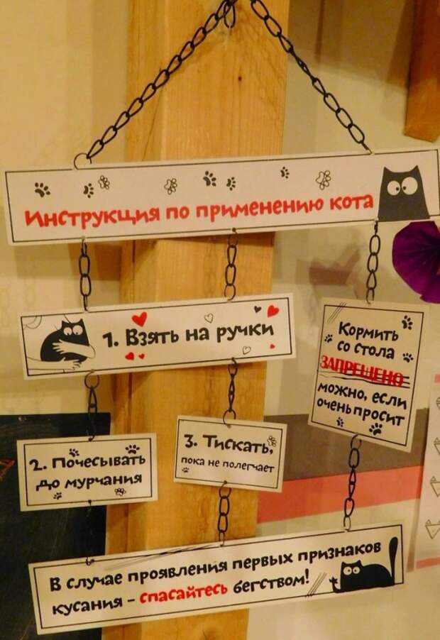 Котокафе в Калуге, для тех кому некуда девать нежность Котокафе в Калуге, для тех кому некуда девать нежность