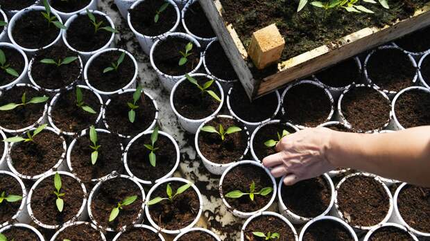 Агроном Абрамова: есть шесть способов не дать рассаде вытянуться