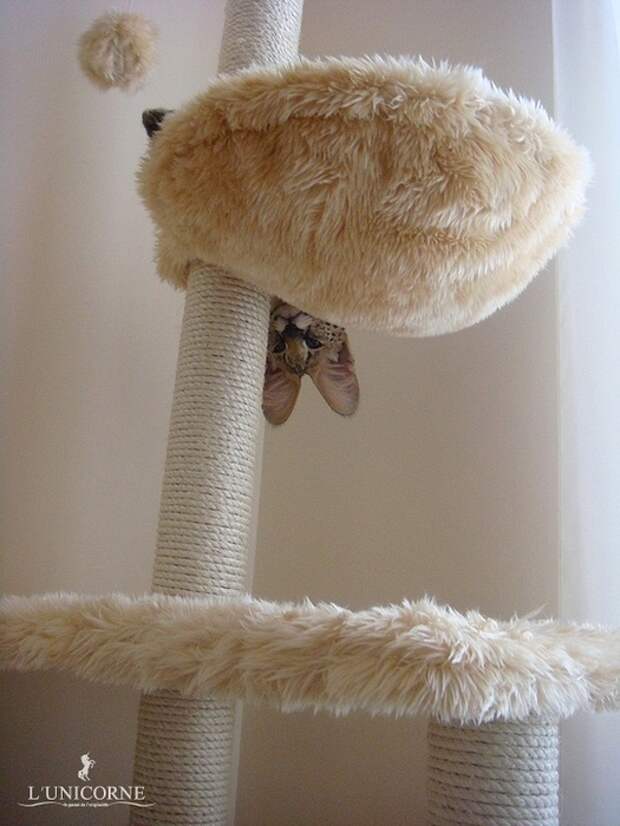 Домашний Сервал (domestic Serval)
