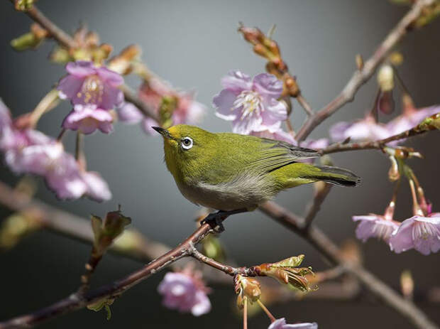 Лучшие фотографии National Geographic апреля 2014