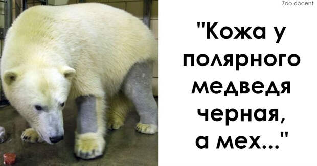 Я работаю в зоопарке. Вот 16 самых клевых фактов о животных, которые я узнала на работе