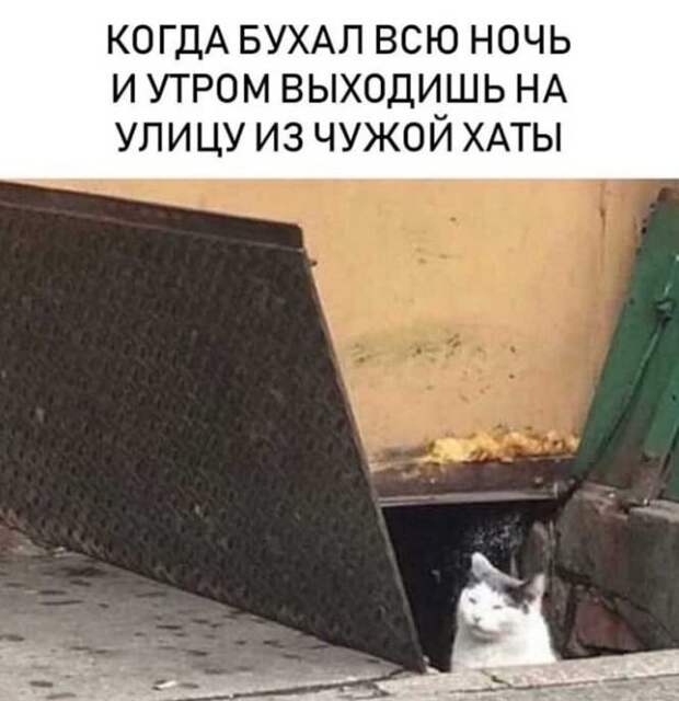 Приколы и мемы про алкоголь
