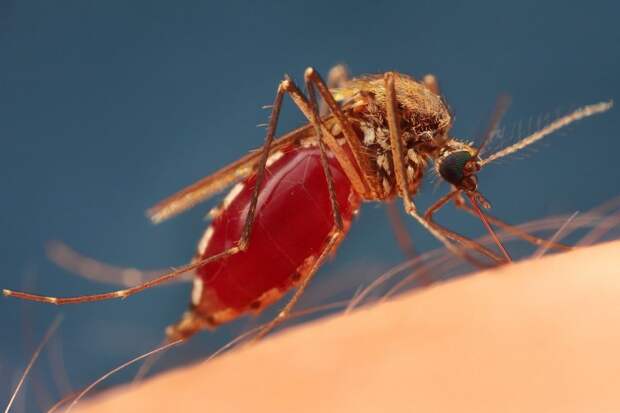 В Италии обнаружен новый вид комаров, которые могут переносить опасные вирусы