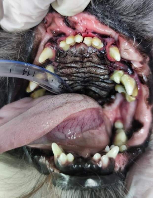 Ветеринария_стоматология.

Все ваши чистки зубов и санации для животных зло!