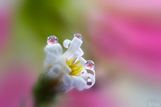 Фотография Last tears of faded flower автор Miki Asai на 500px