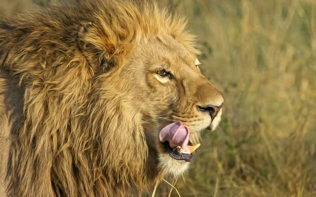 Львы съели троих браконьеров в заповеднике Южной Африки