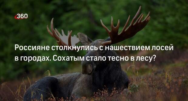Ветеринарный врач Поддлужнов: лоси пошли в города из-за дефицита еды в лесах