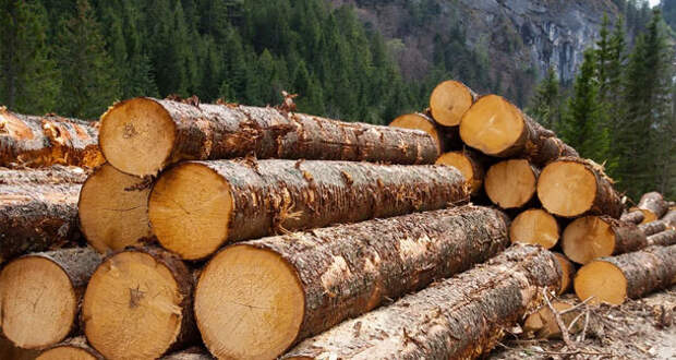 Запрет на вывоз русского леса заработал. Европа взвыла и начала жаловаться в ВТО