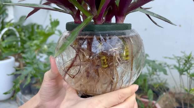Размножаем  комнатные растения в стеклянной колбе