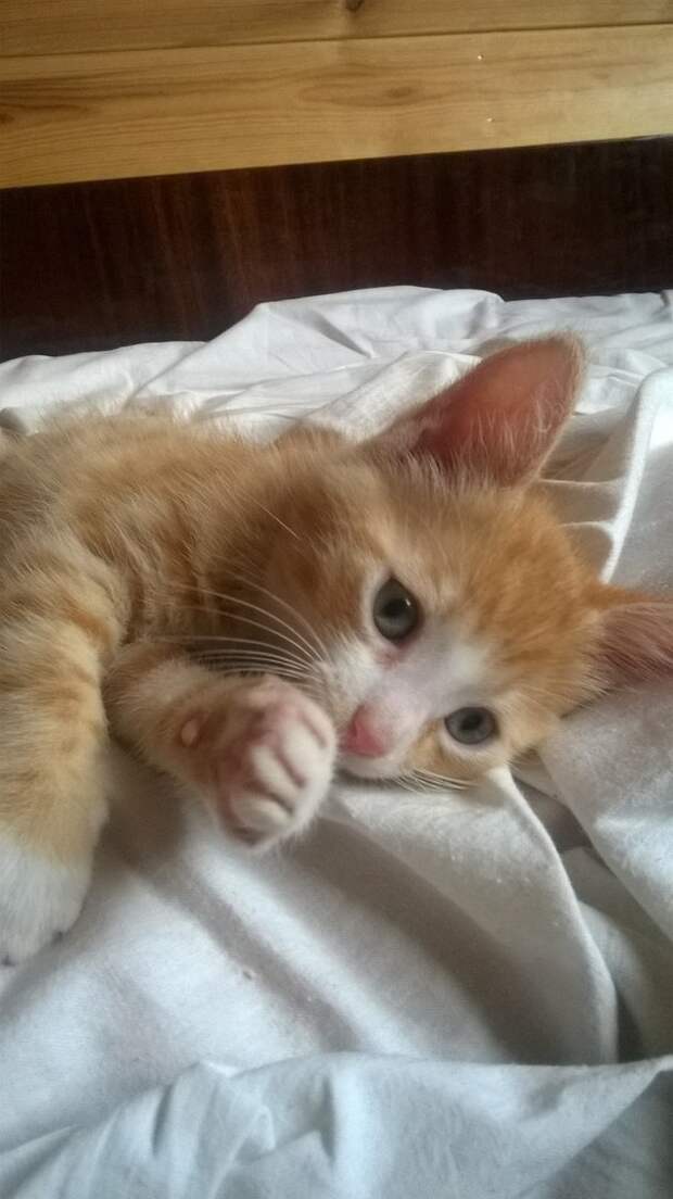 рыжий котенок