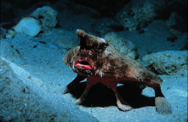 Нетопырь Дарвина. (National Undersea Research Program)